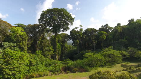 Drohne-Fliegt-Heiß-Zwischen-Riesigen-Bäumen-Im-Amazonaswald-Von-Französisch-Guayana.